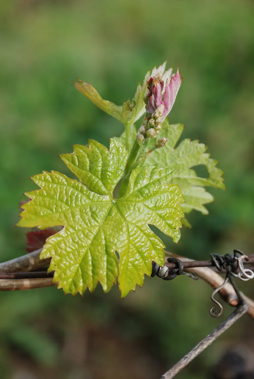 Jeune feuille de vigne et inflorescence au printemps