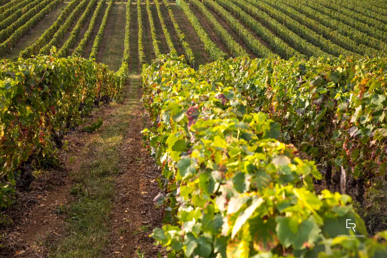 Rangs de vigne du Beaujolais à l'automne